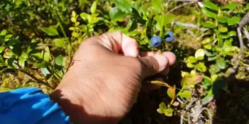 44 Thai workers attempt to abscond to Finland to pick berries