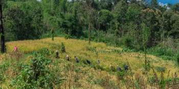 Huai Hin Lad Nai's farmland during the November 2024 harvest season (Photo by Ratcha Satitsongtham)