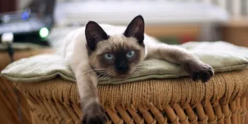 Five Thai cat breeds recognized as national symbols